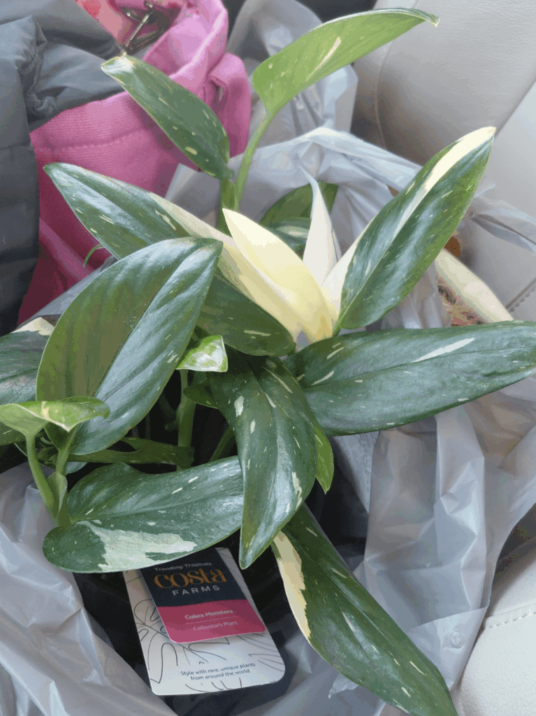 I just robbed lowes: