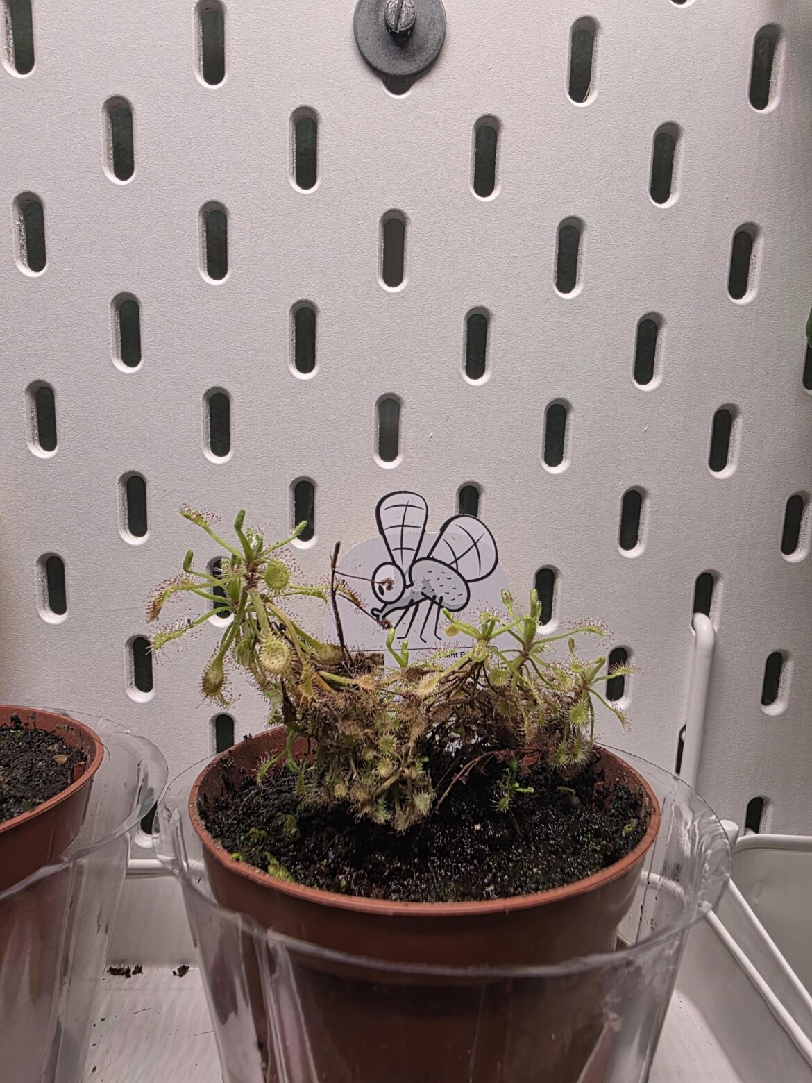 Drosera Madagascar browning from the bottom?