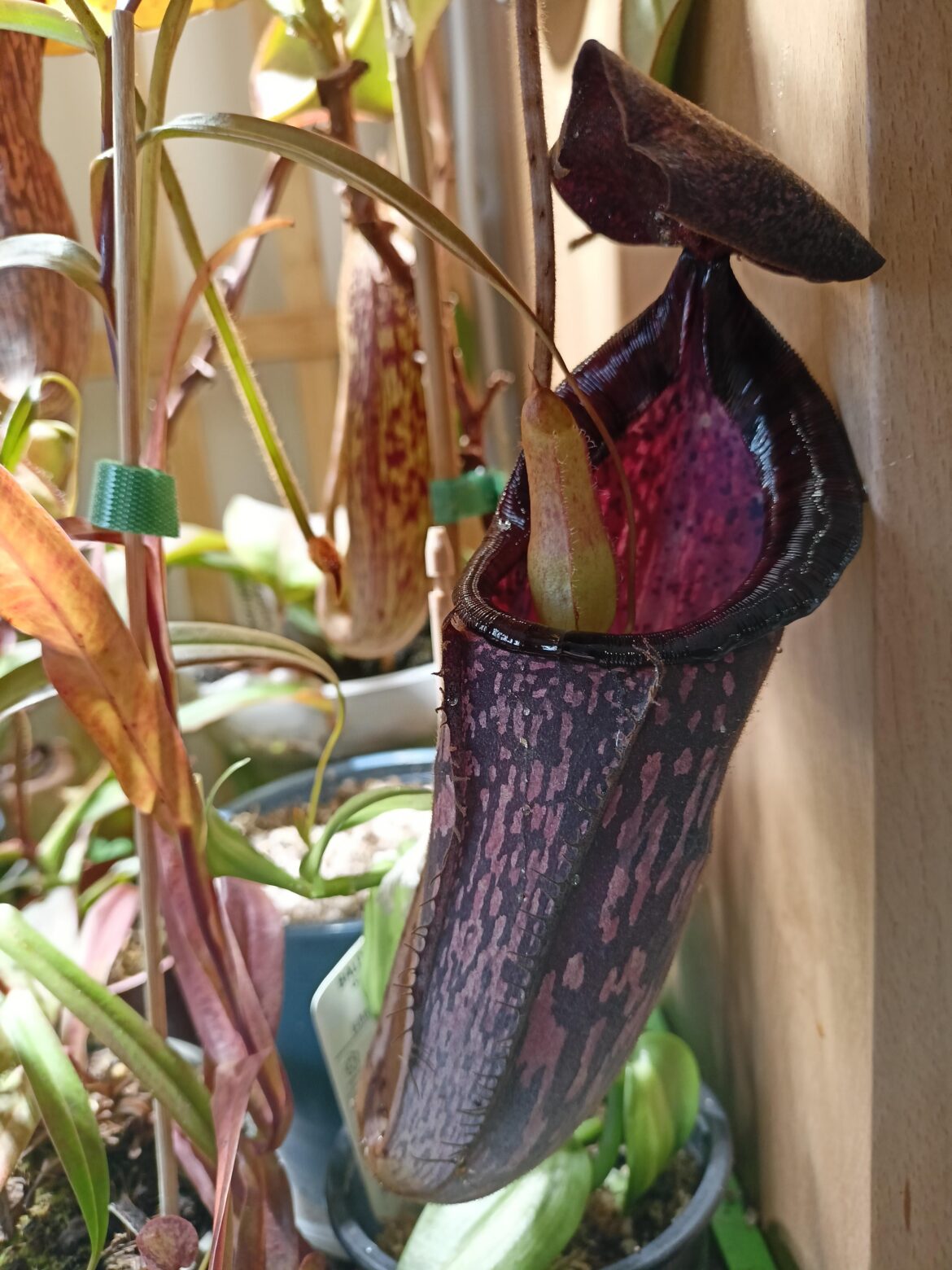 There's always a bigger fish