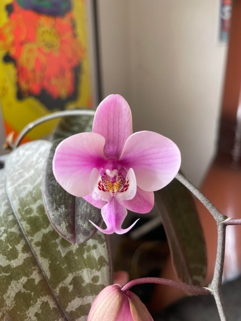 First reblooms on these