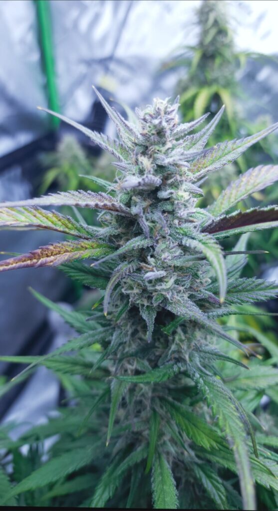 Strawberry Gorilla-2nd Grow- using coast of maine stonington blend