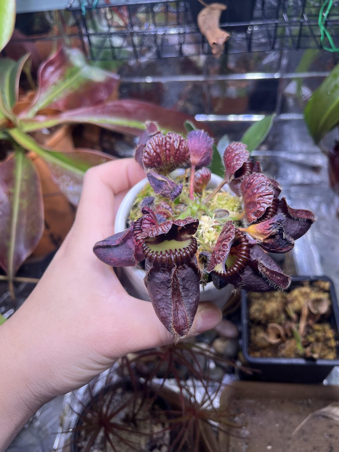 Cephalotus help: Cephalotus help: