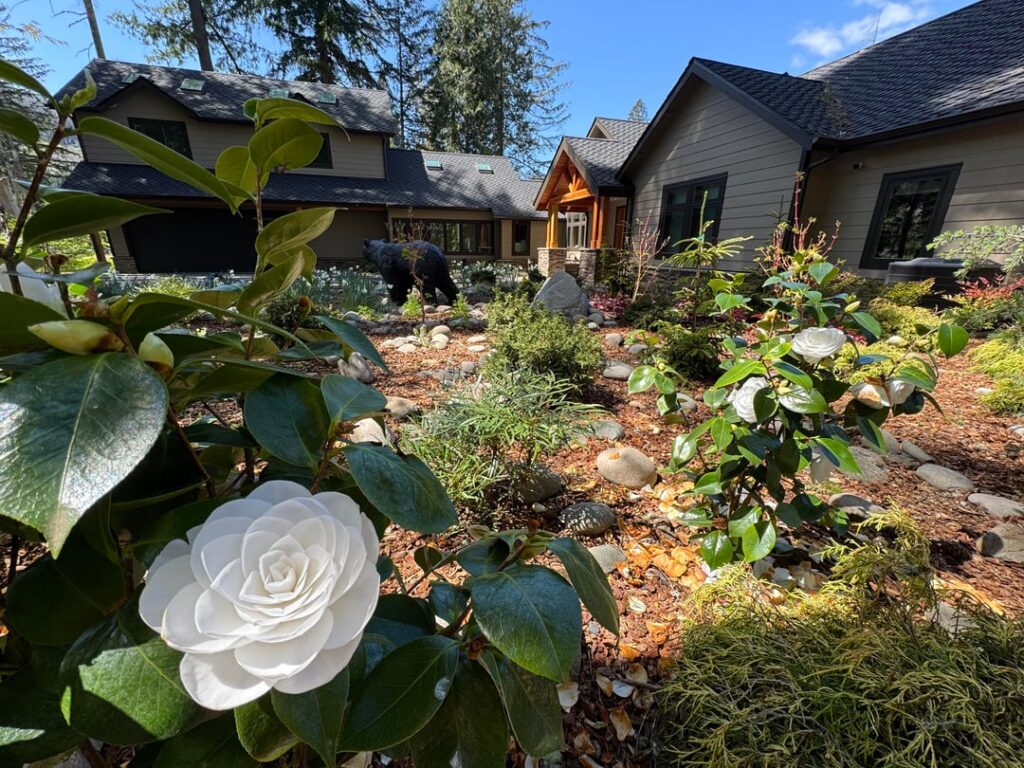 ‘Nuccio’s Gem’ Camellia in the Garden