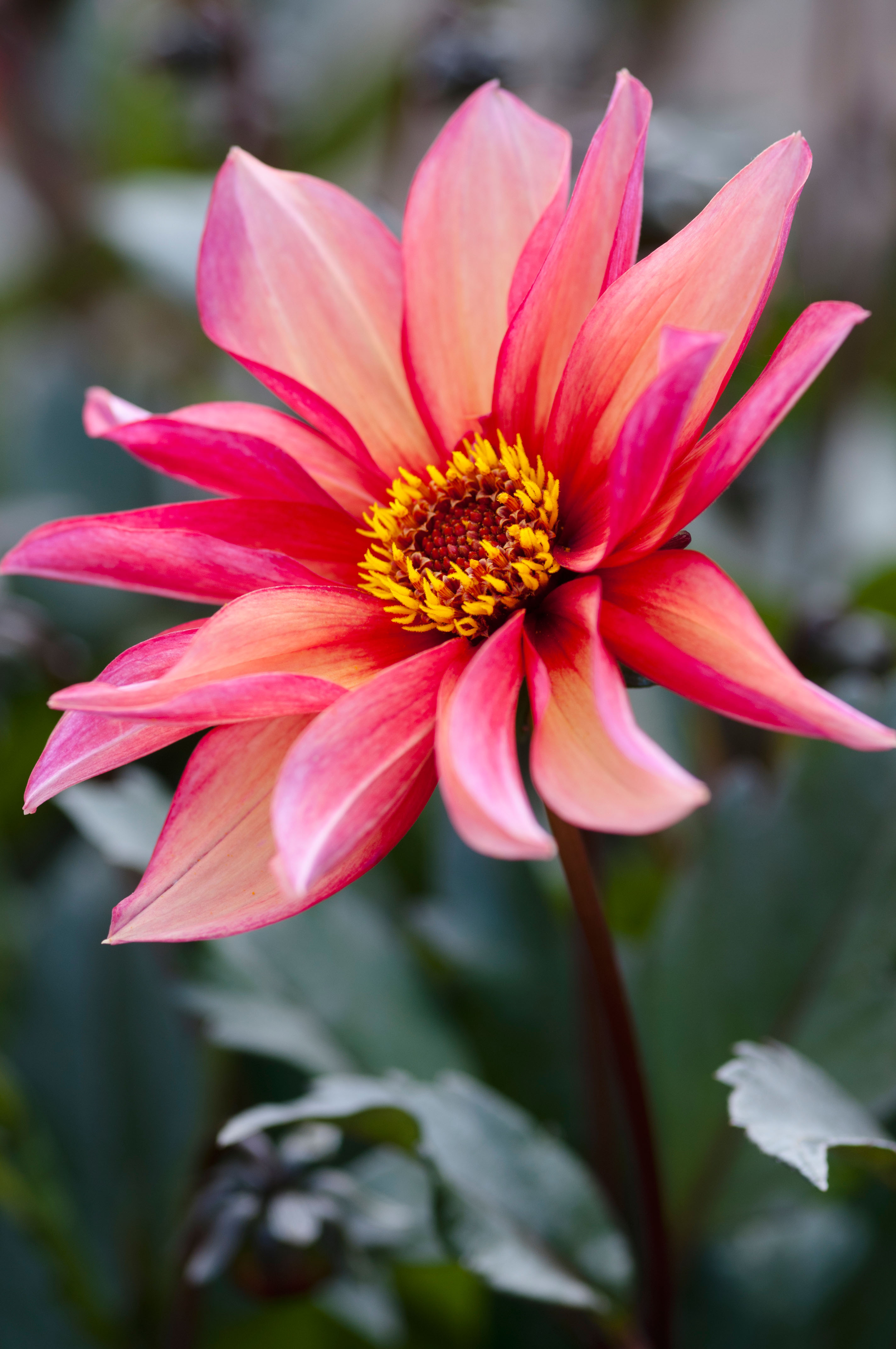 Close-up of a Waltzing Matilda dahlia, with vibrant pink petals and a yellow-orange center.