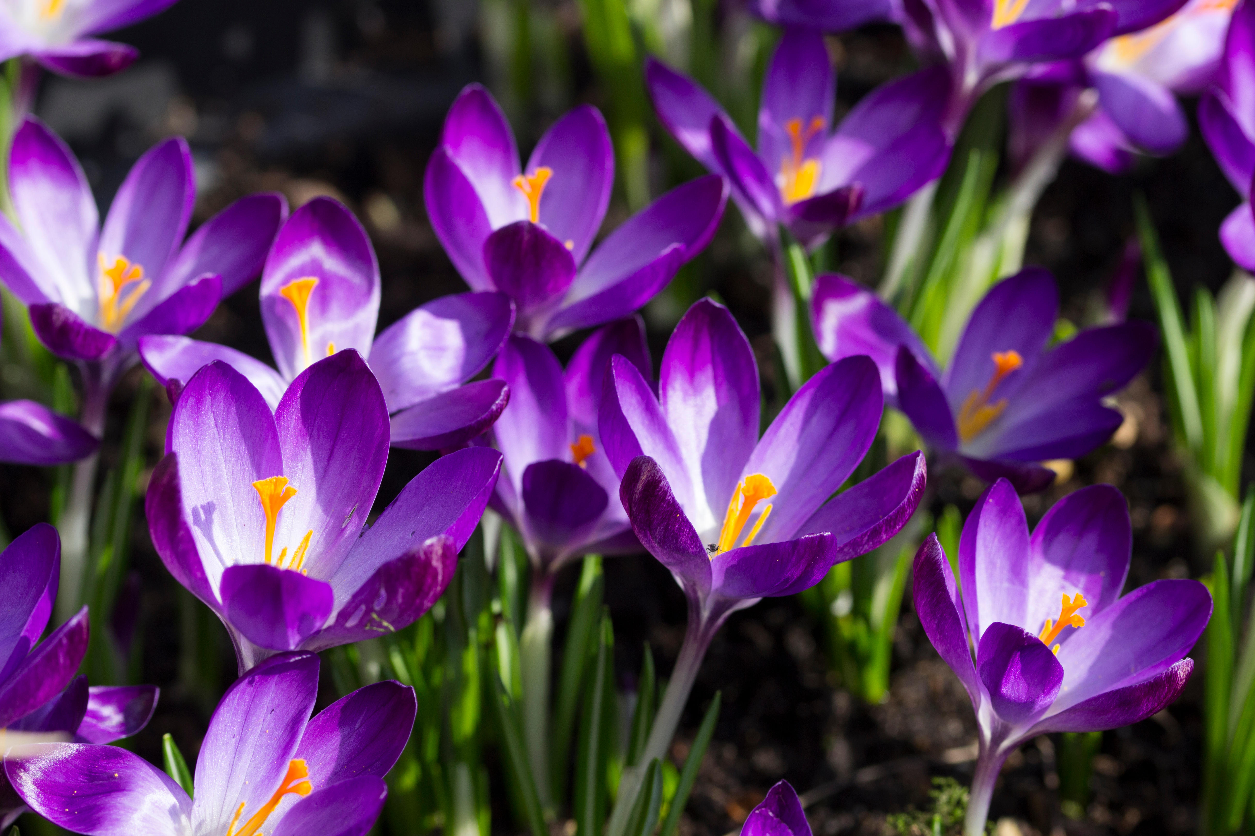 Purple crocuses with orange stamens in a garden.