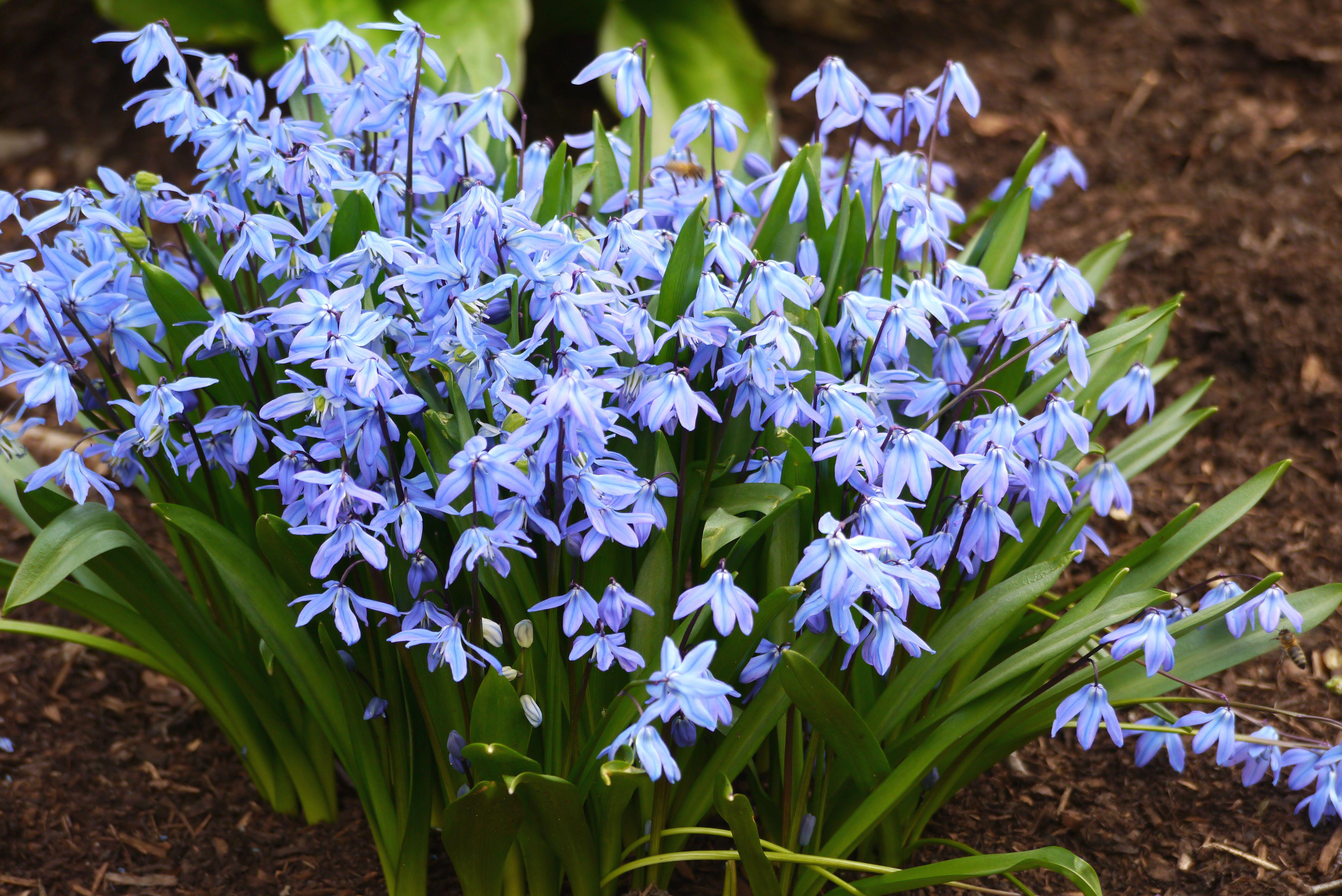 Bunch of blue Scilla Siberica "Siberian Squill" flowers with green leaves.