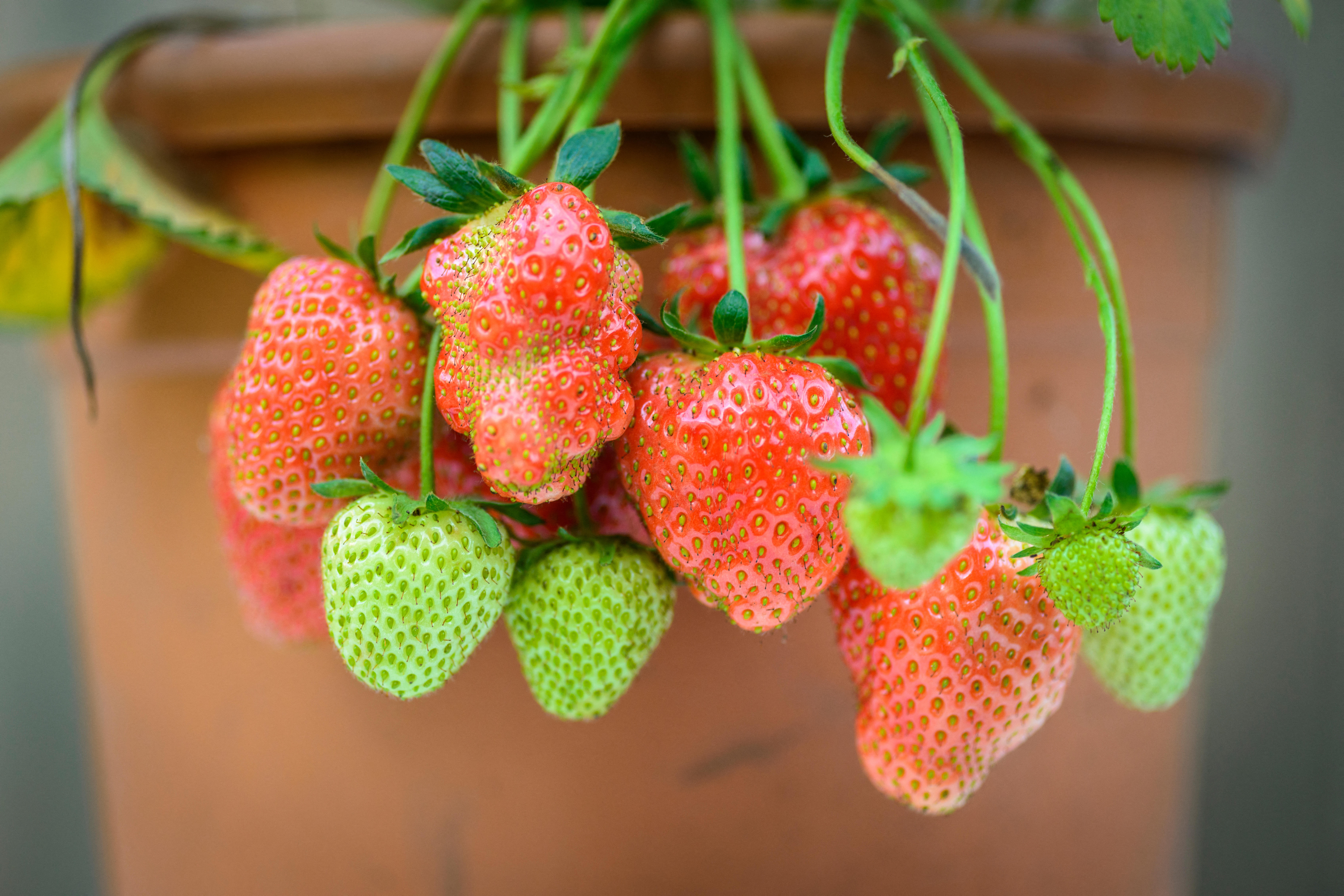 Pot-grown Fragaria ananassa strawberries in varying stages of ripeness, from green to red.