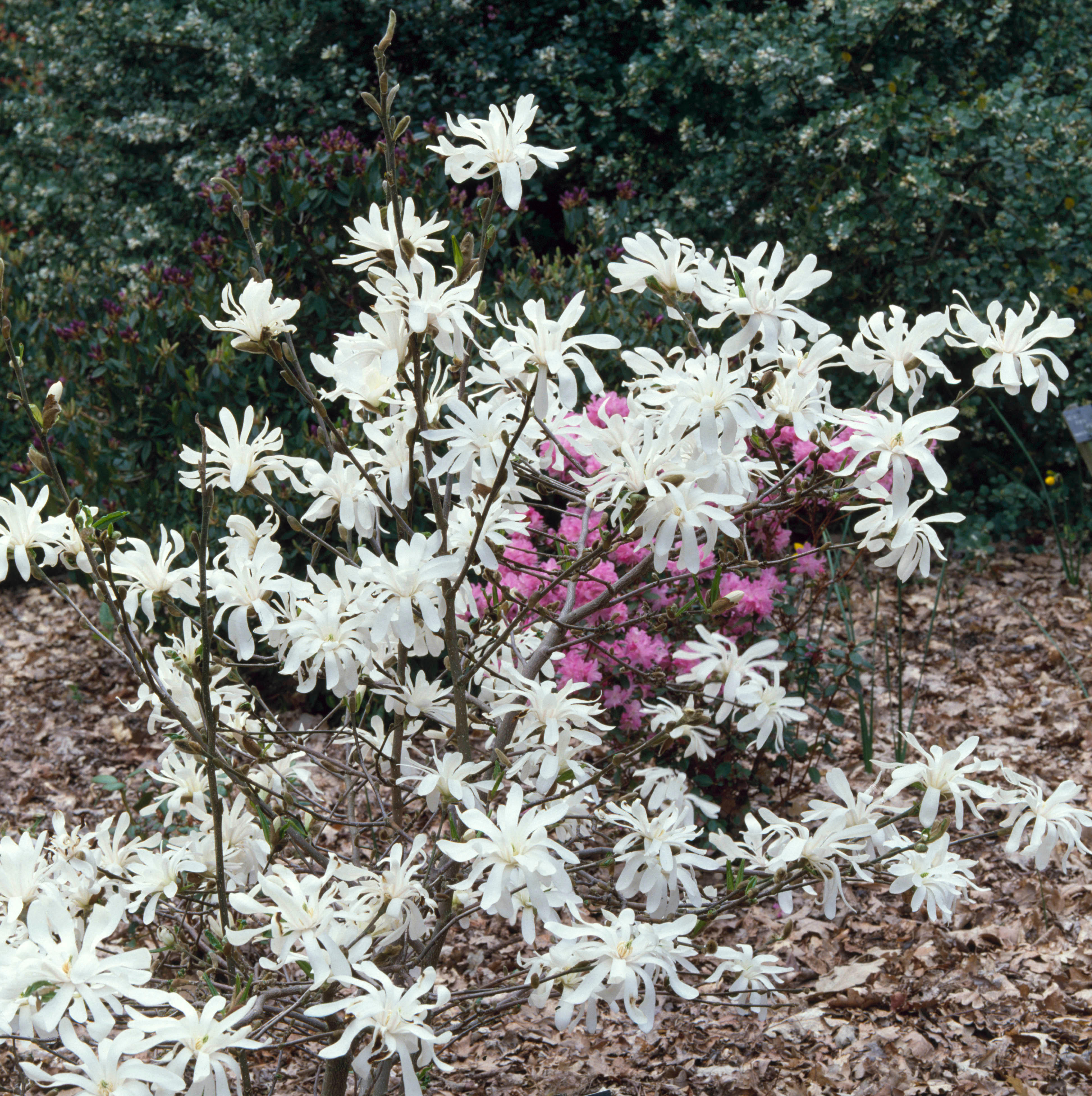 White Magnolia stellata 'Royal Star' flowers bloom with a pink azalea in the background.