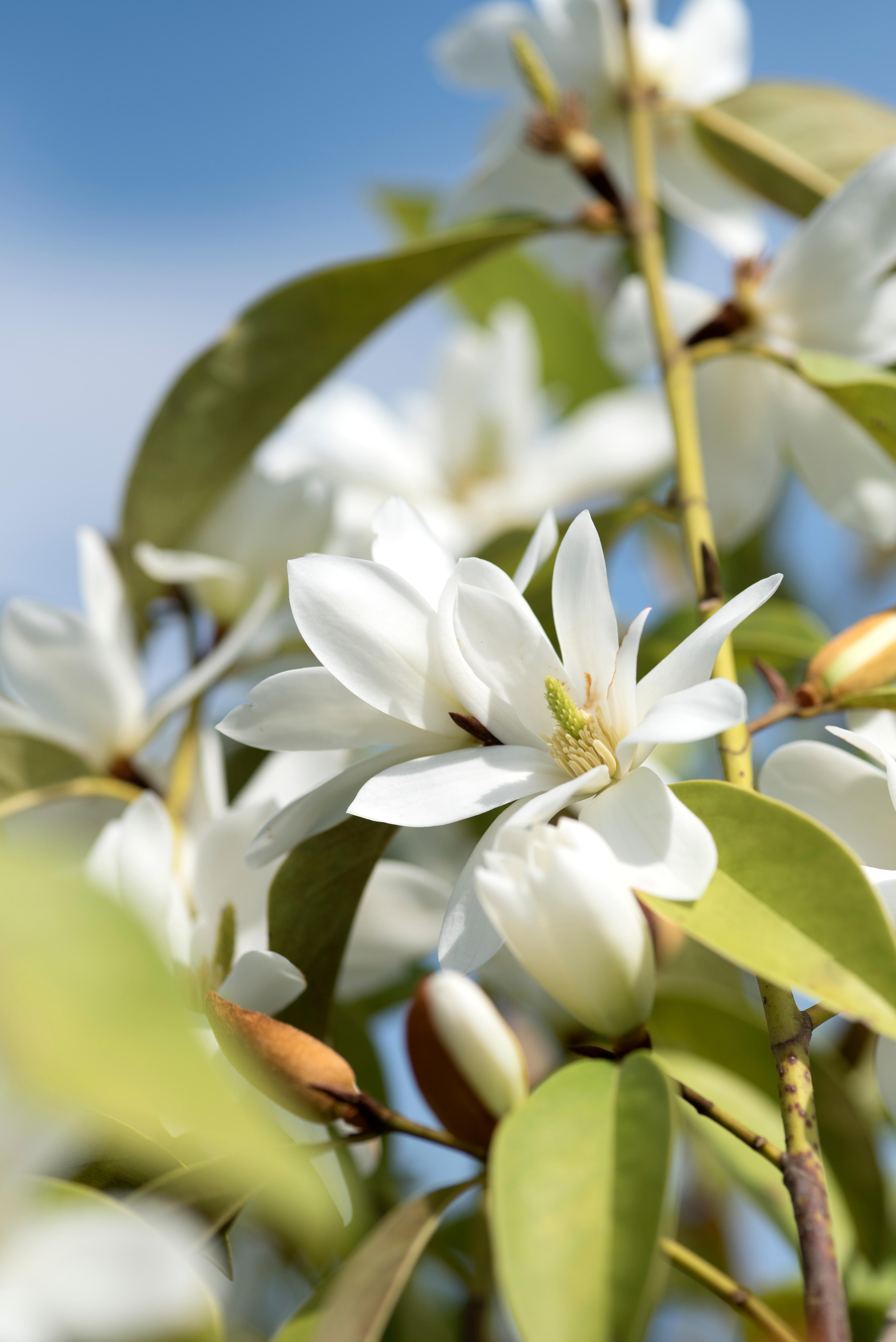 Magnolia 'Fairy White' flowers with white petals and light green leaves against a blue sky.