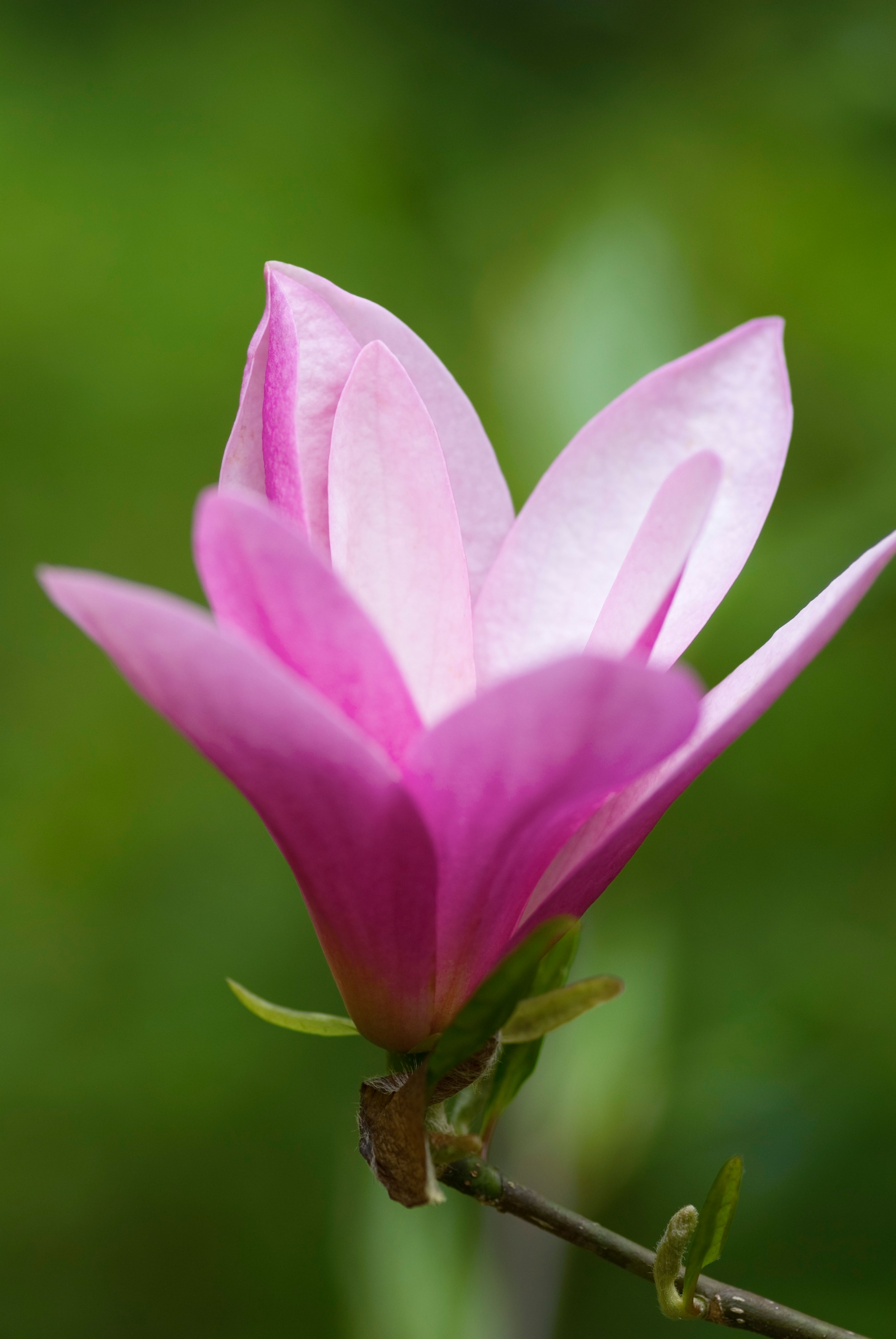 Susan Magnolia flower with pink and white petals on a green background.