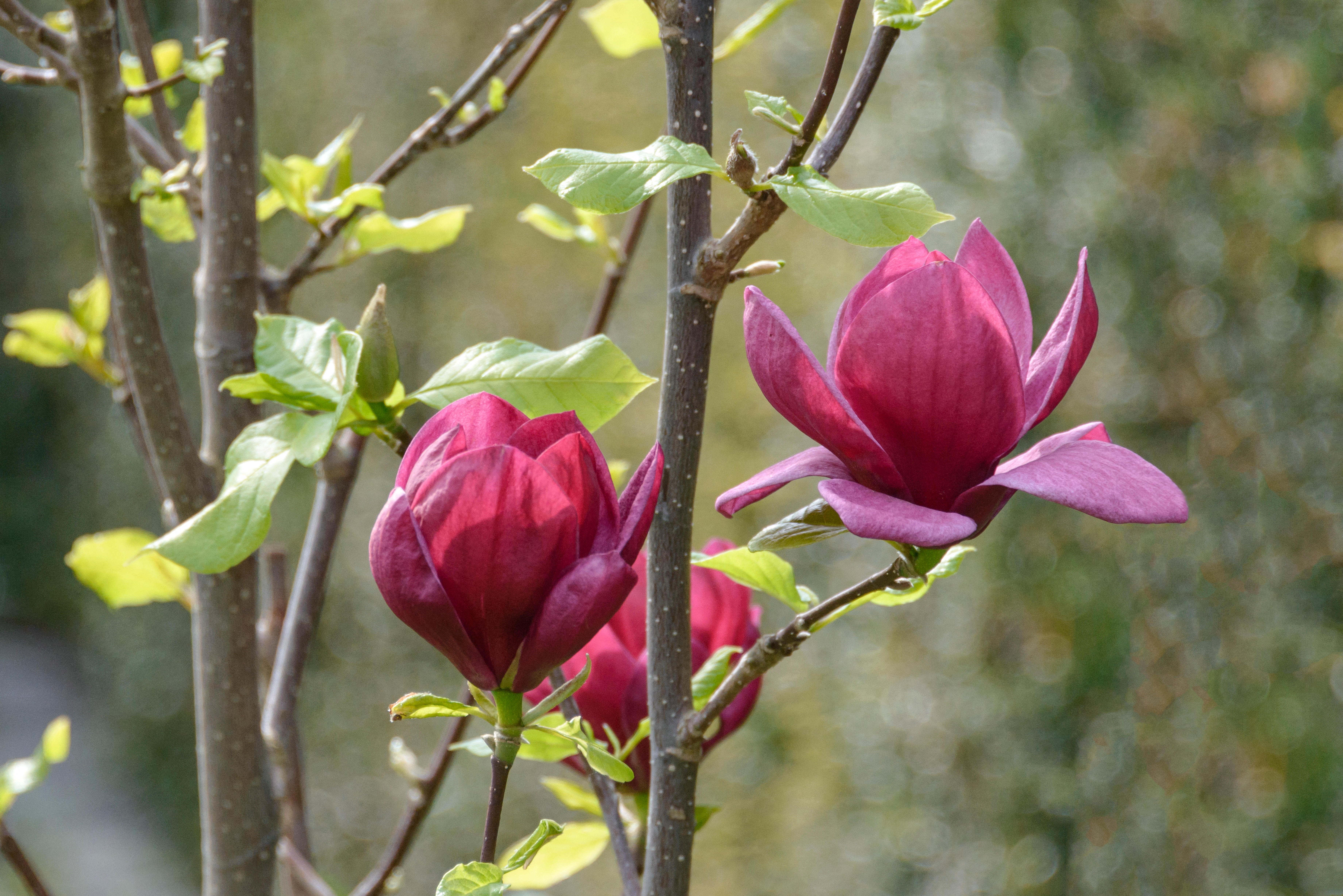 Two purplish-red 'Genie' magnolia flowers blooming on a tree with green leaves.