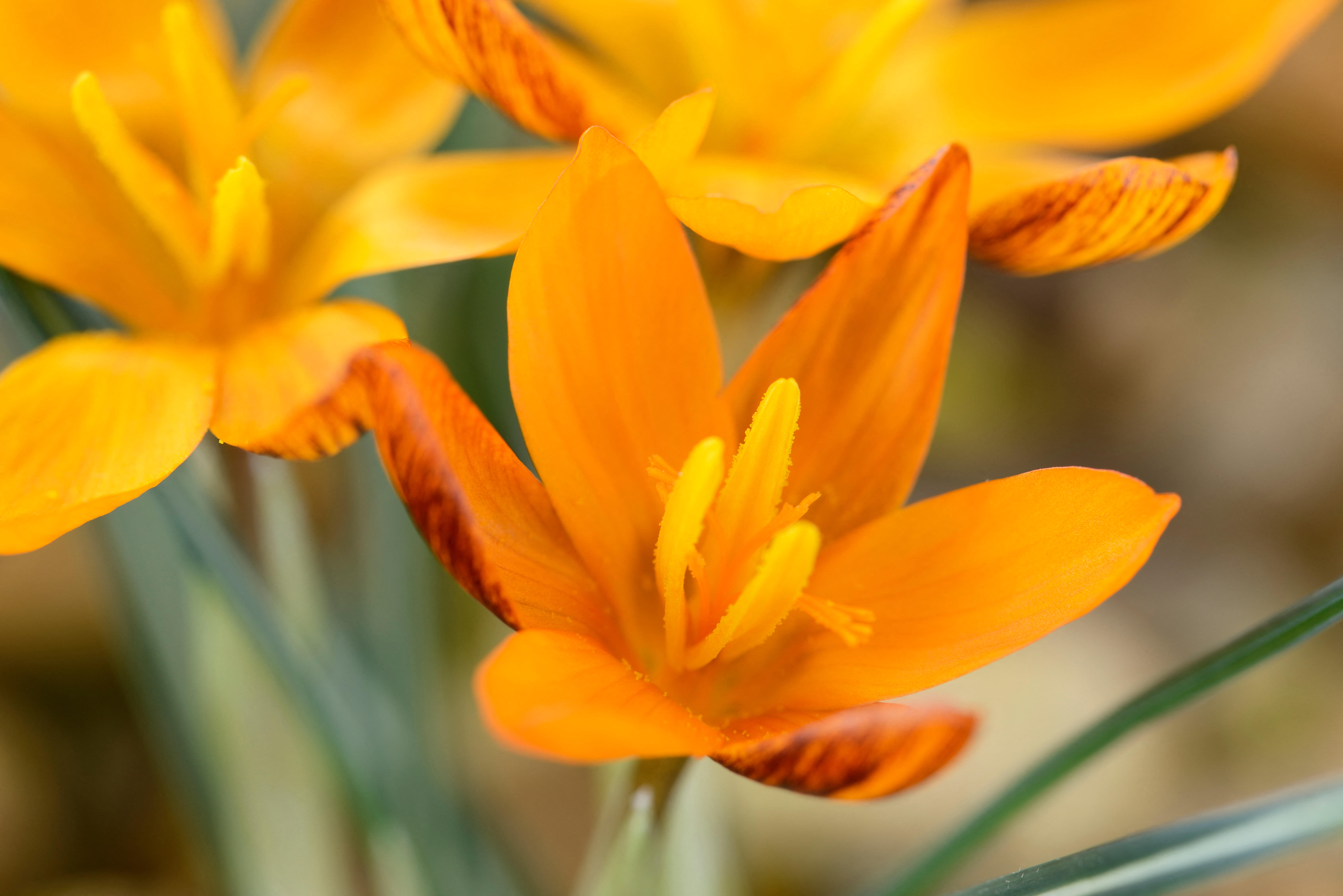 Close-up of a vibrant orange Crocus 'Orange Monarch' flower with thin green leaves.