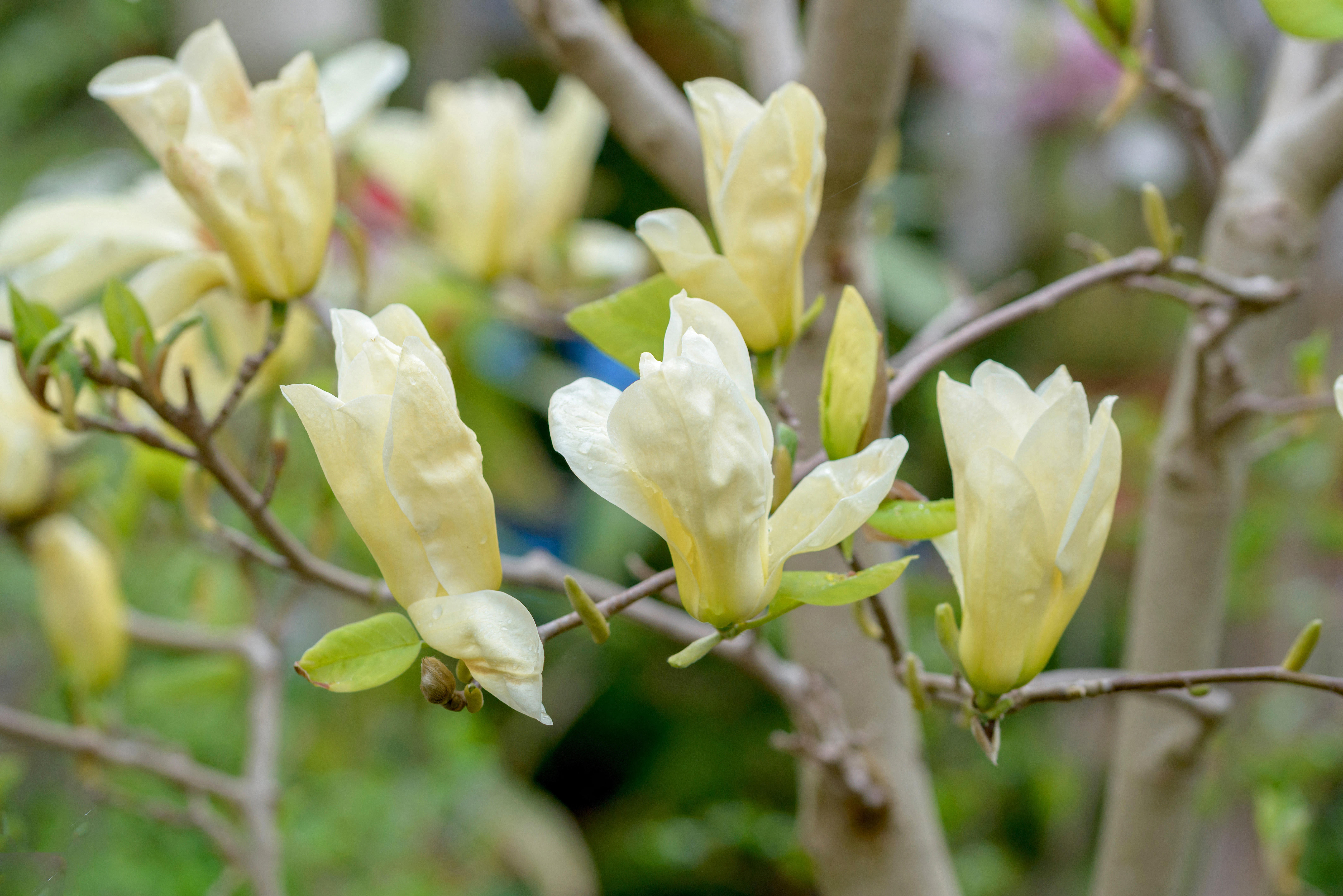 Pale yellow Magnolia denudata 'Yellow River' flowers bloom on a tree branch.