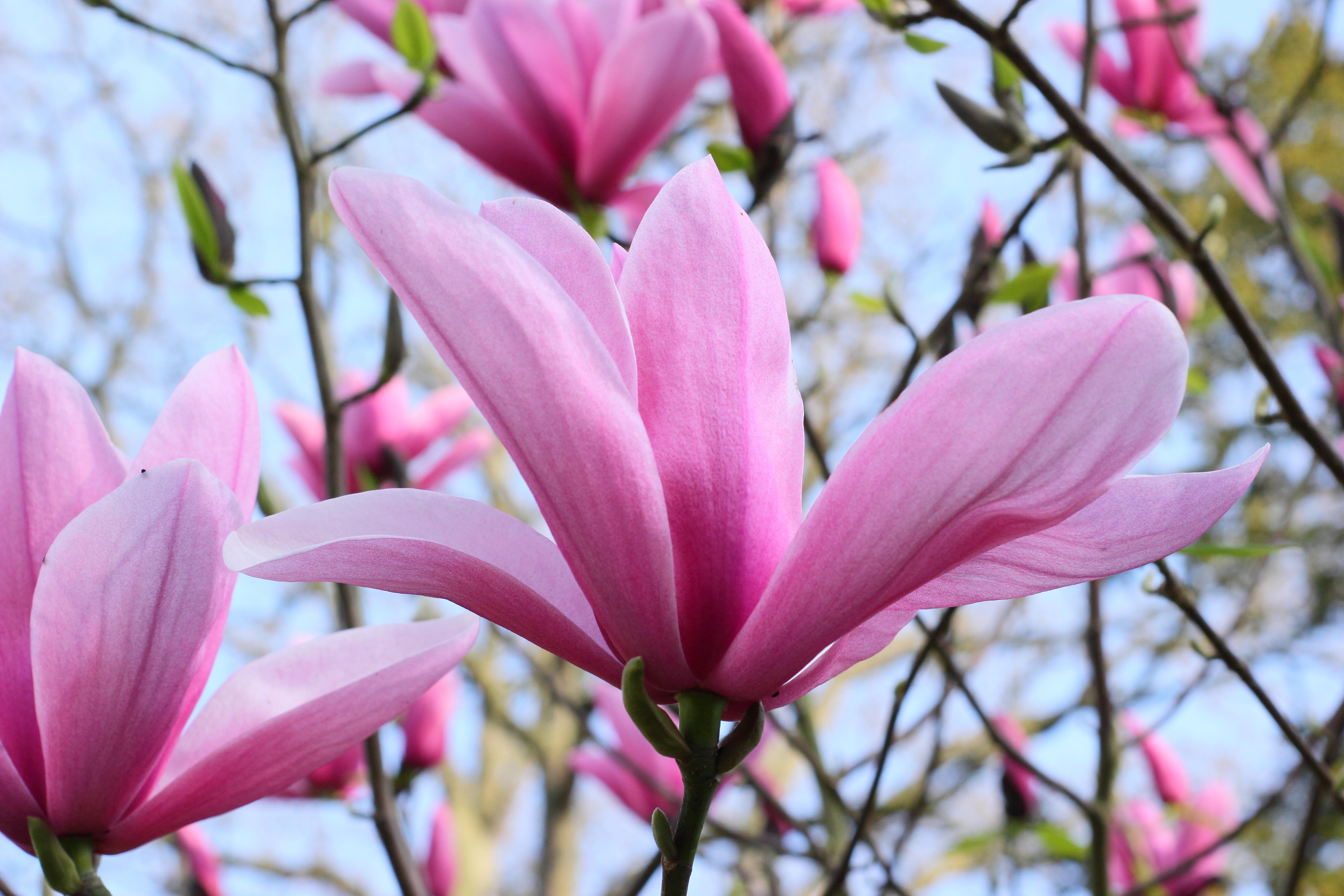 Rosy pink blossoms of Magnolia 'Star Wars' in spring.