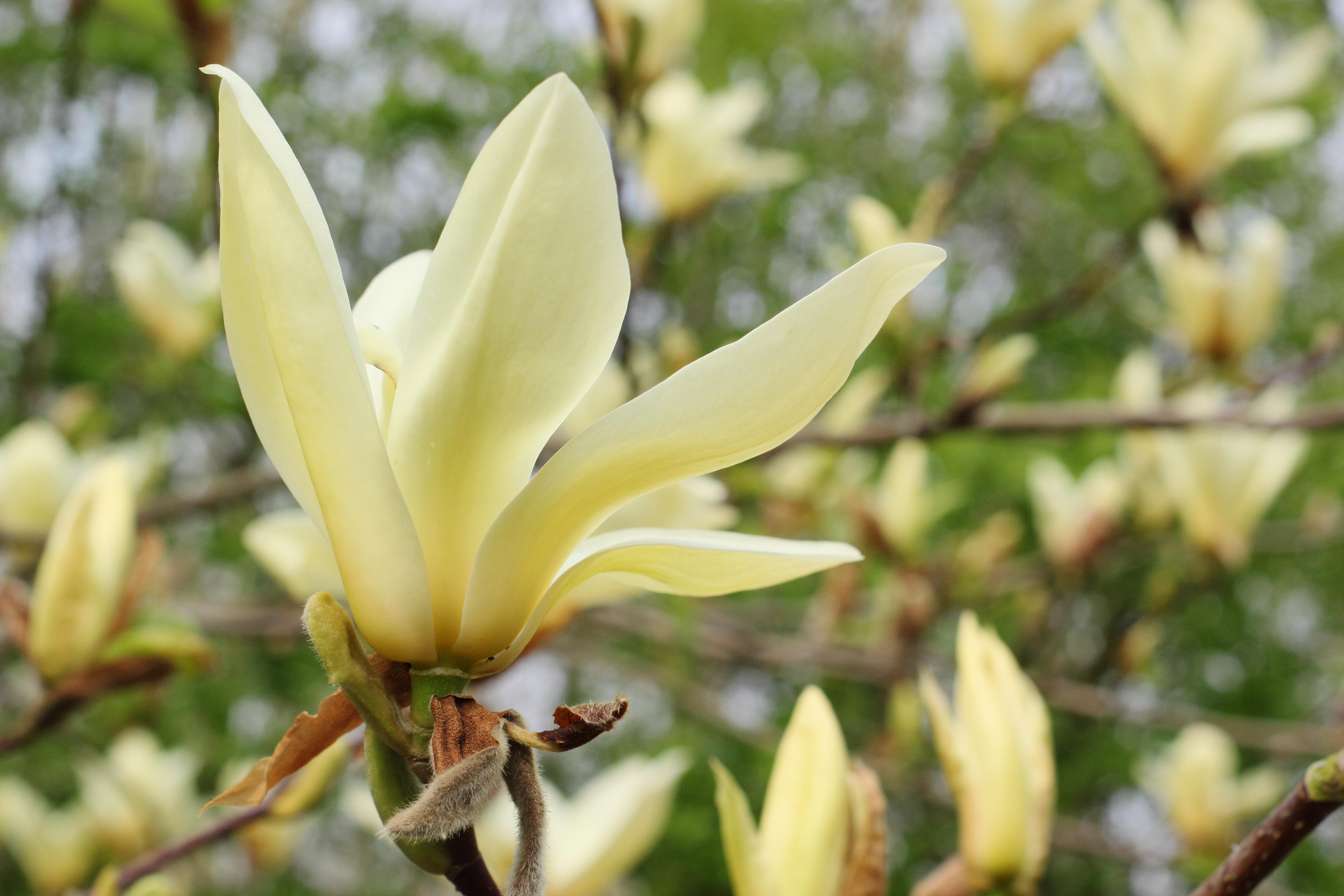 A close-up of a pale yellow Magnolia 'Elizabeth' blossom with other blossoms and green foliage in the soft-focus background.