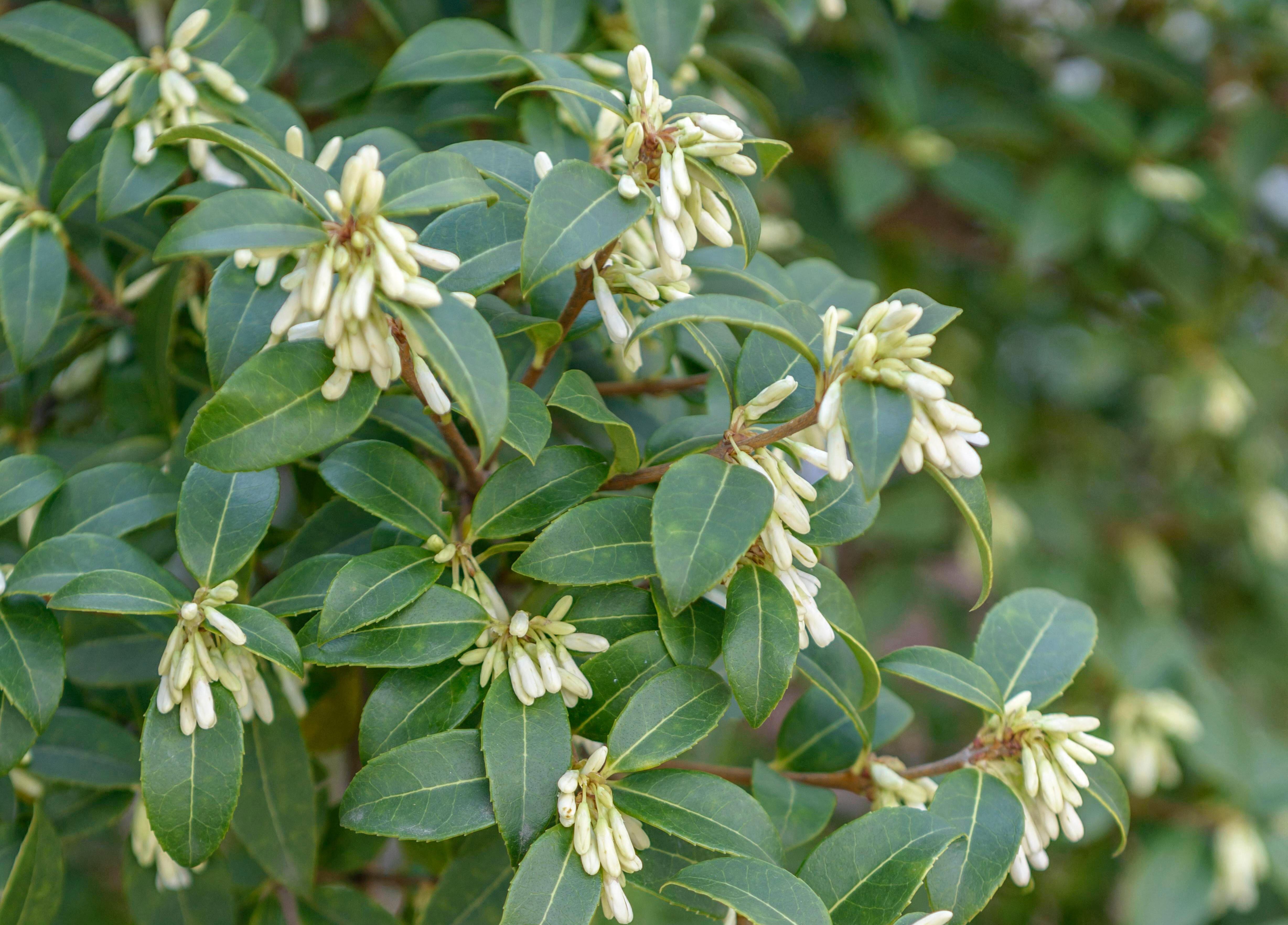 Scented white flowers of Osmanthus x burkwoodii against green leaves.