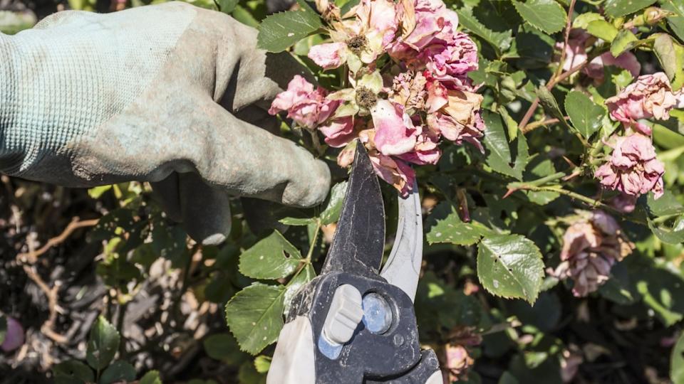 A gardener pruning or deadheading drift roses.