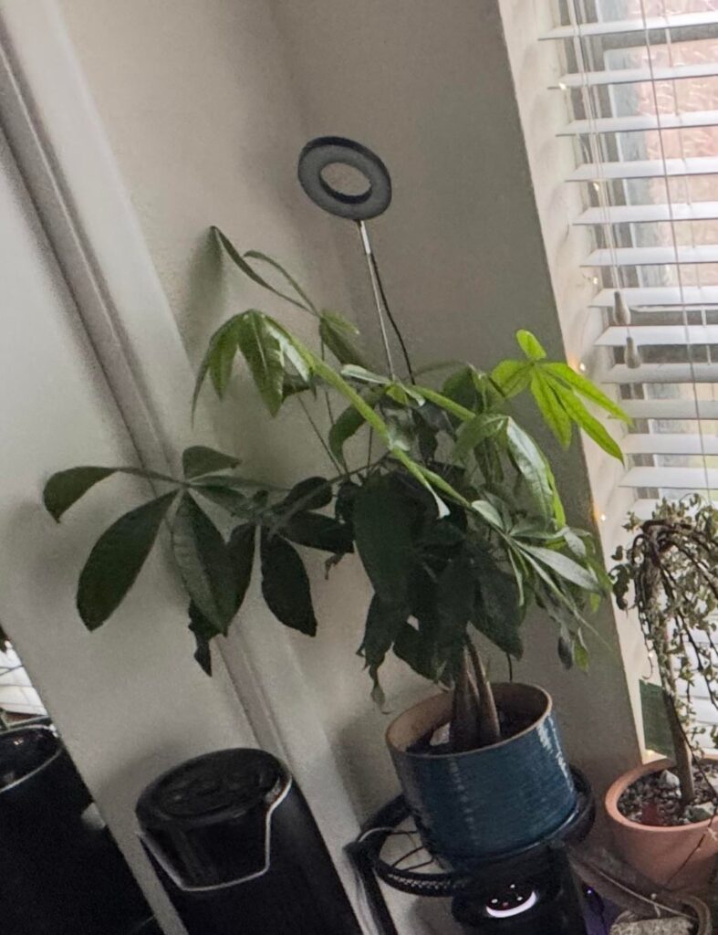 Money tree when 1st brought home and now.