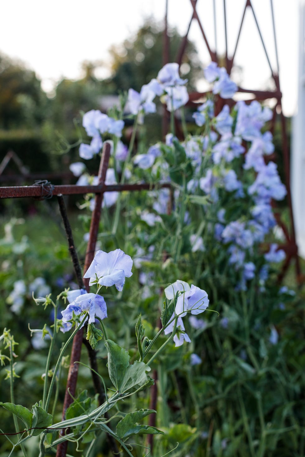 sweet peas climb in christopher spitzmiller's garden