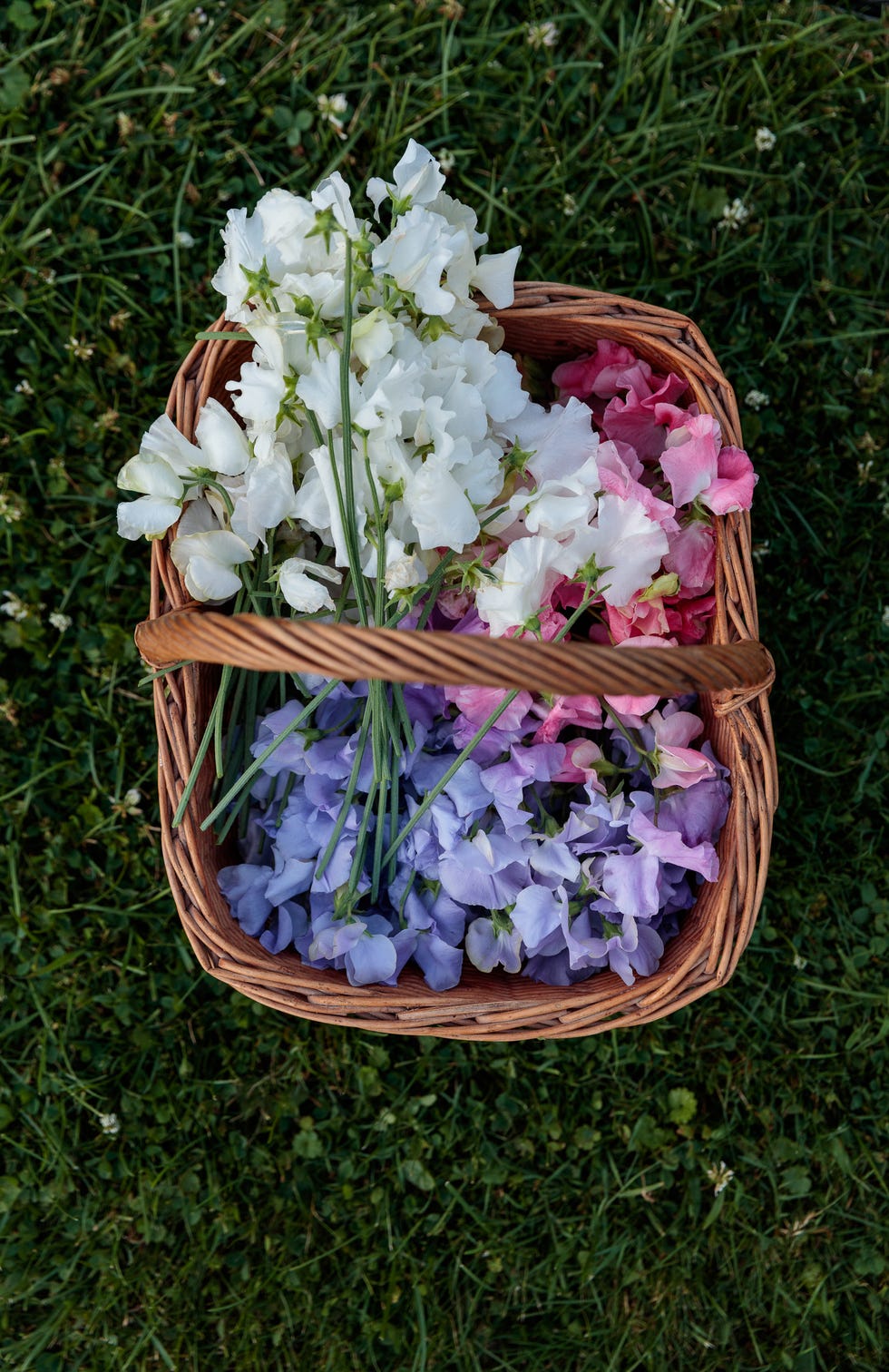 a basket of sweet pea blooms in white, pink, and light purple