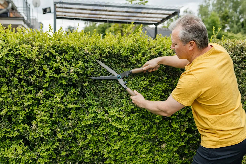 a man trims a hedge in his yard with garden shears