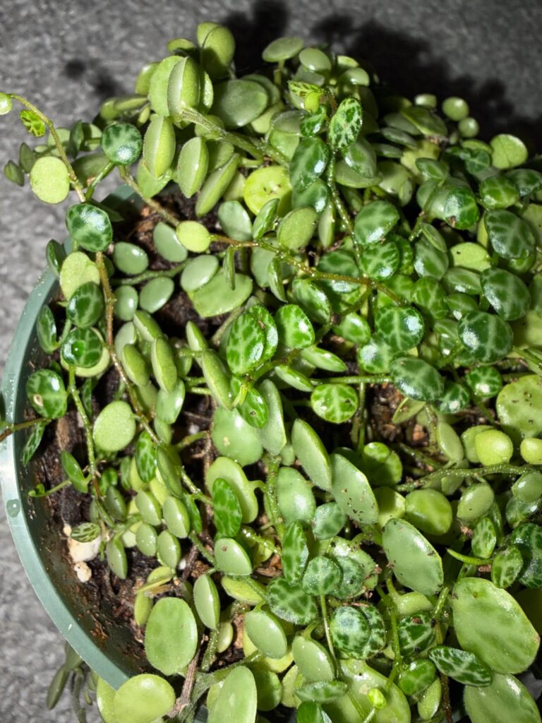 Should I repot this string? Should I repot this string?