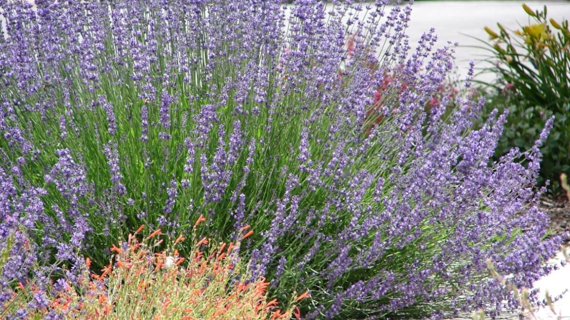 13 Drought-Tolerant Plants That Practically Take Care of Themselves 13 Drought-Tolerant Plants That Practically Take Care of Themselves