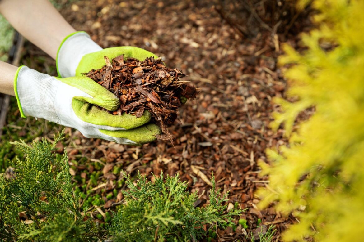 Which mulch should you be using for your garden? Which mulch should you be using for your garden?