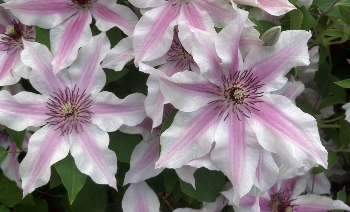 The beauty of dwarf clematis for the smaller garden