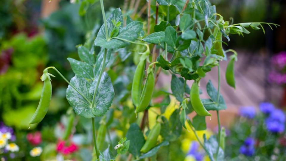 Fresh green snap pea pods hanging on the vine