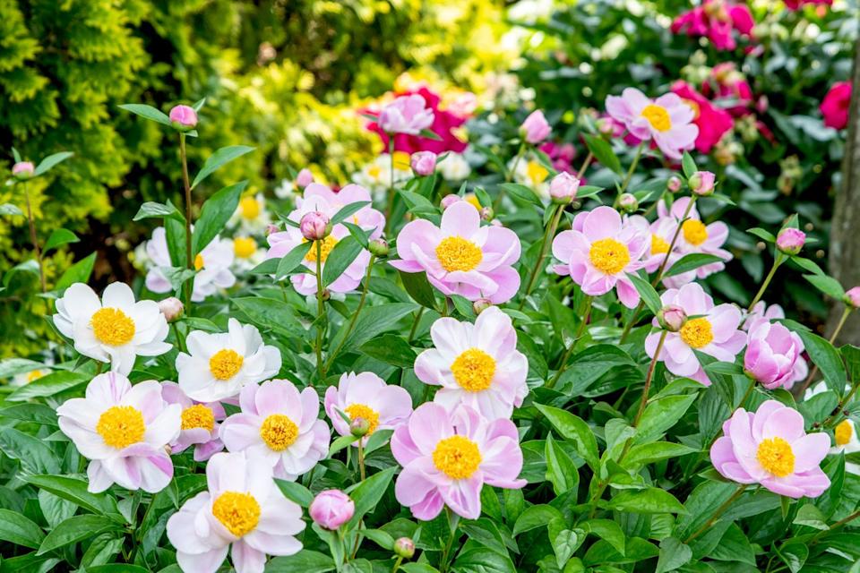 Credit: Southern Living/Adrienne Legault