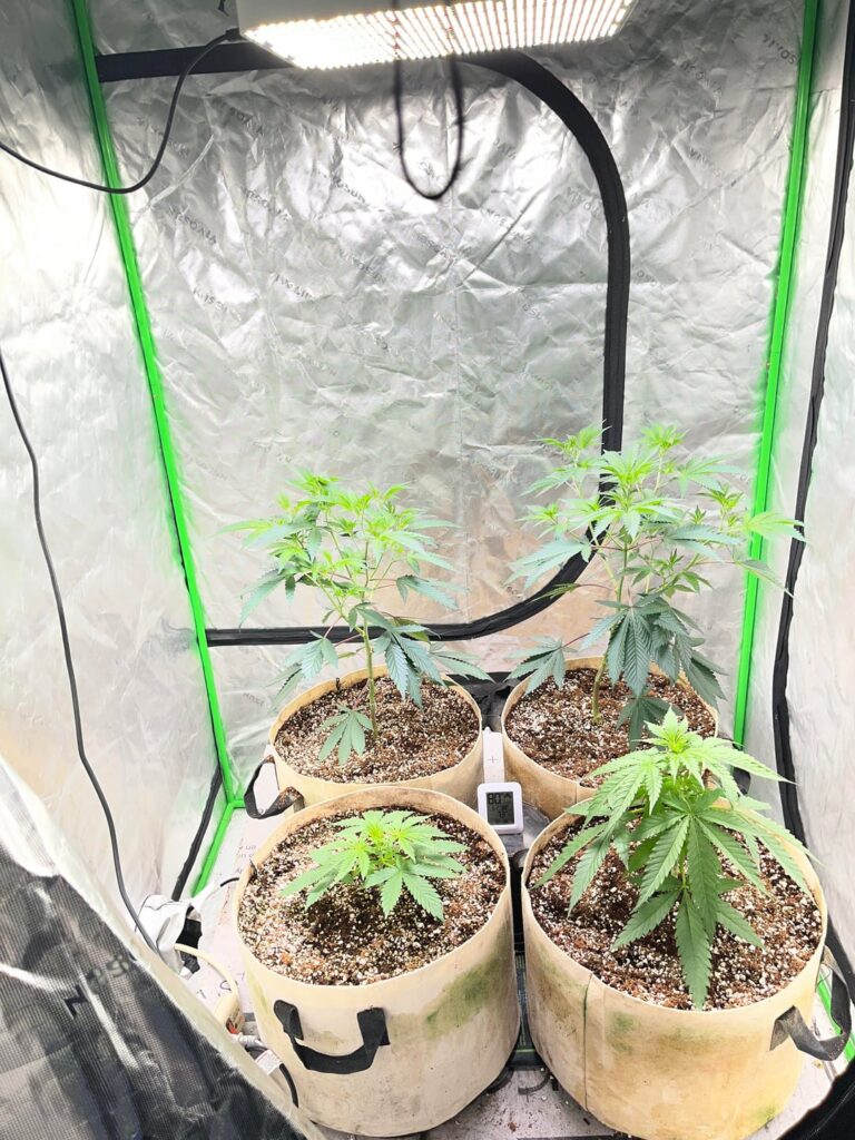 Gary Payton clones/ATF seeds
