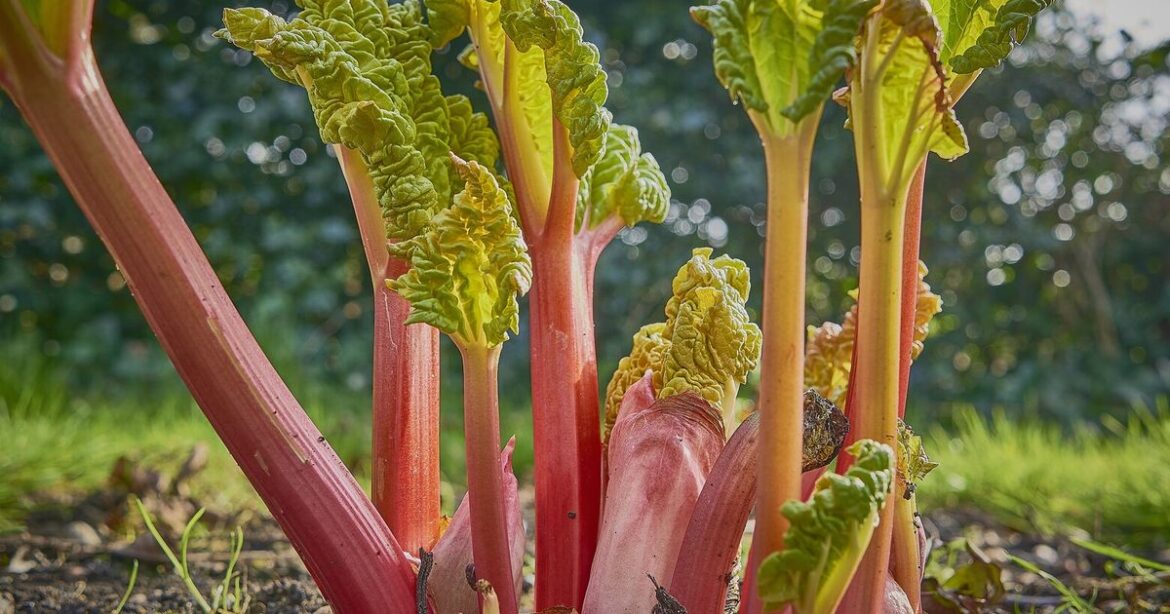 Embrace cool-season crops to increase the bounty in your garden