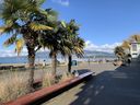Palm trees grow at Kitsilano Beach in Vancouver in February. (John DeGroot photo)