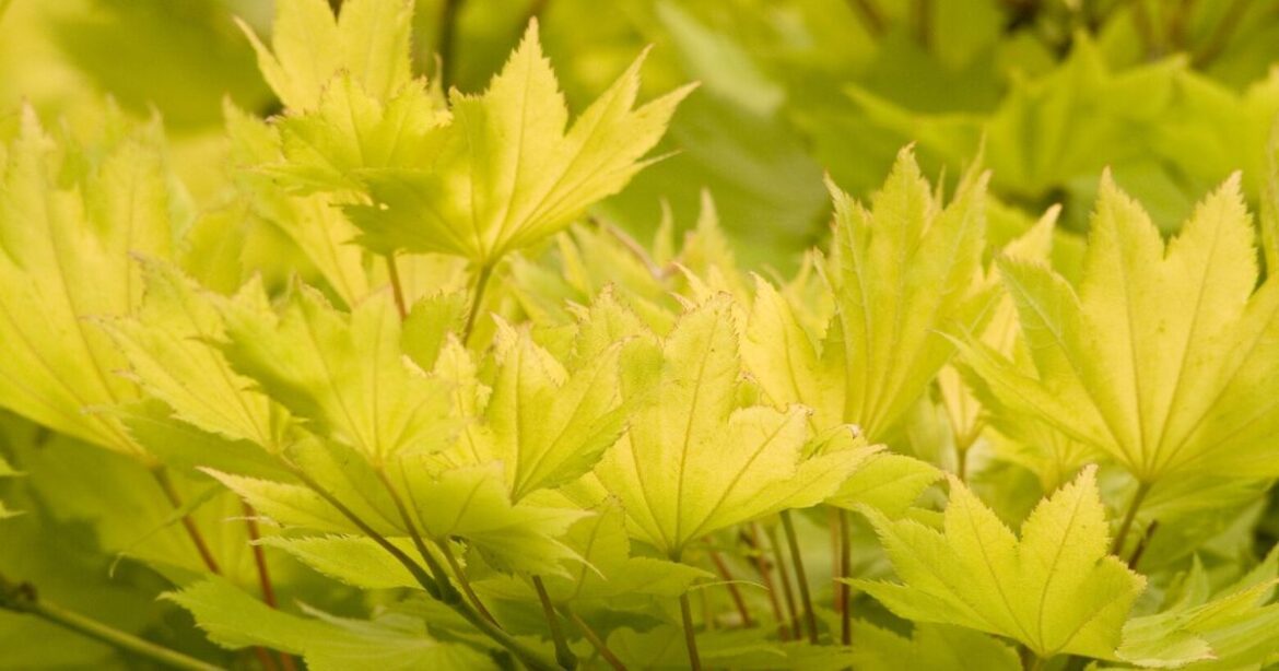 Yellow and green plants bring light and life to the garden