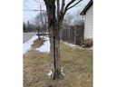 A sugar maple tree with evidence of a frost crack which occurred a few years ago. (John DeGroot)