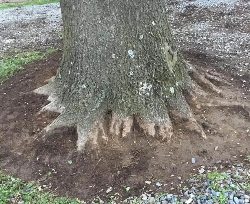 A Redditor's PSA has some tree care tips that can help gardeners and homeowners keep their trees alive and healthy for as long as possible.