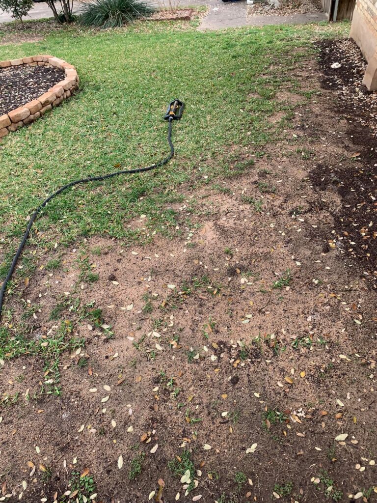 Sod, Start Over, or Something Else?