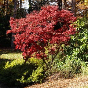 Red Japanese Maple Tree Red Japanese Maple Tree