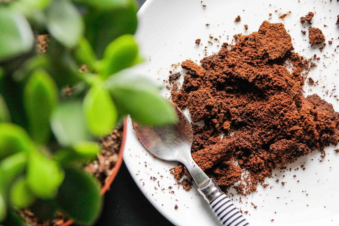 What Adding Coffee Does to Your Plants, According to Experts