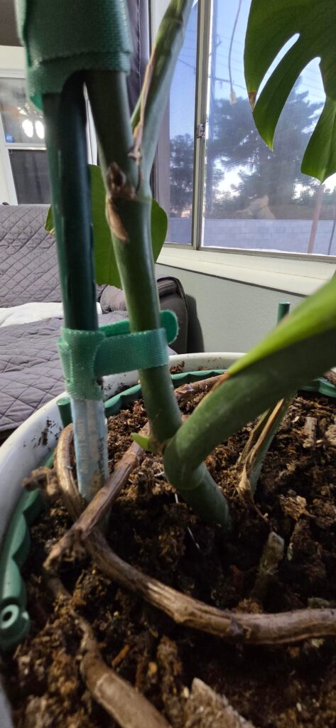 Advice on the new "grow".