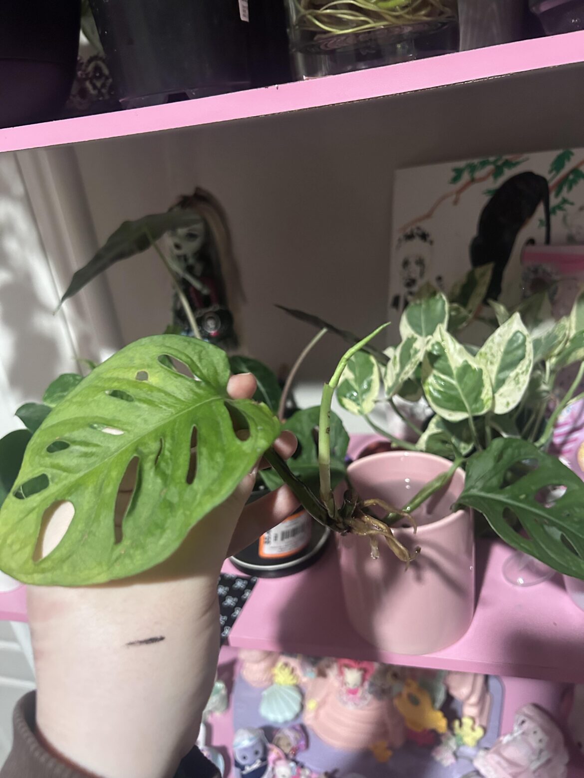 How come this leaf on my propagation is turning yellow?