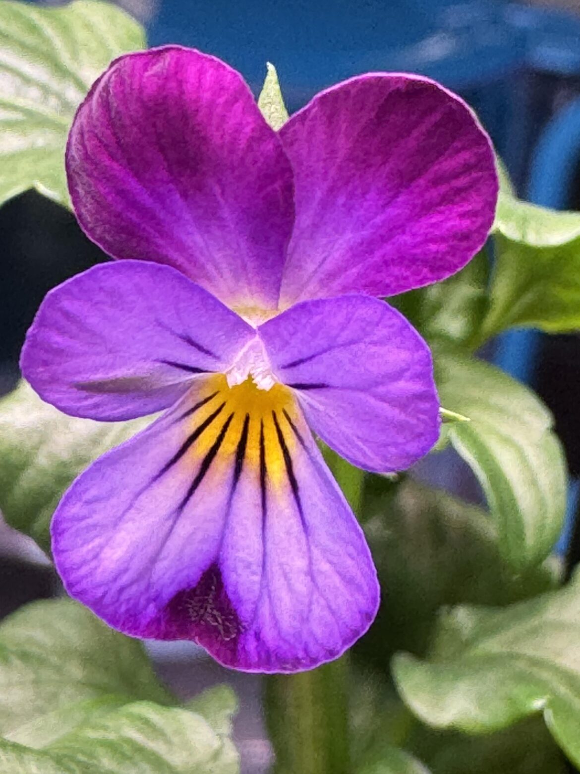 [OC] viola cornuta- viola johnny jump up