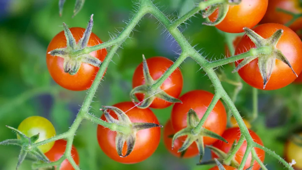 Tiny Tim Cherry Tomatoes Growing on Vine in Garden