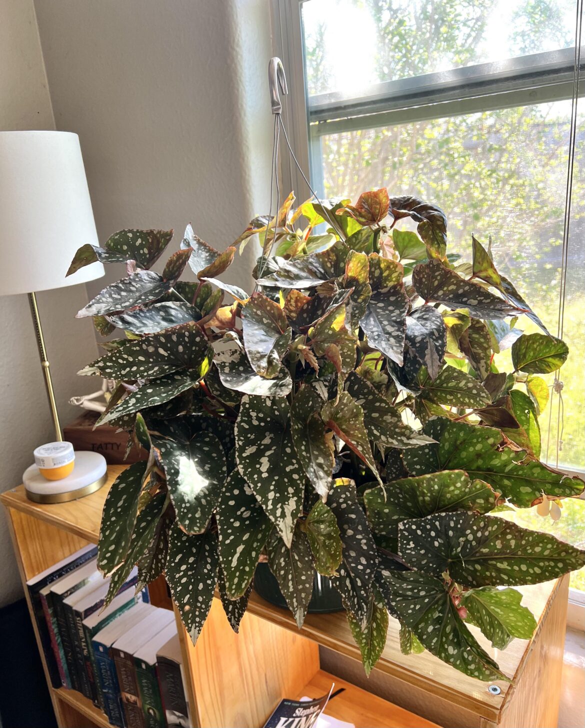 Went to the nursery yesterday to pick up some soil and came home with this beautiful beast