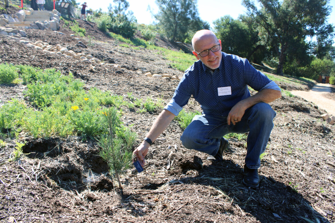 Santa Barbara Botanic Garden Plants for Future with New Torrey Pine Grove | Local News Santa Barbara Botanic Garden Plants for Future with New Torrey Pine Grove | Local News