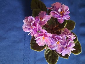 African violets.