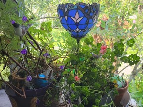 A collection of scented geraniums.