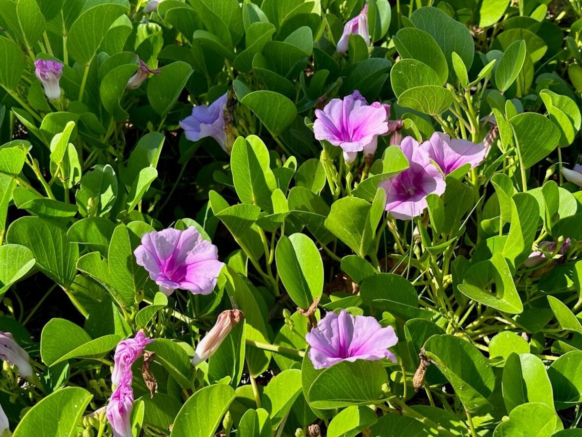 5 Florida native plants that can be used for ground cover