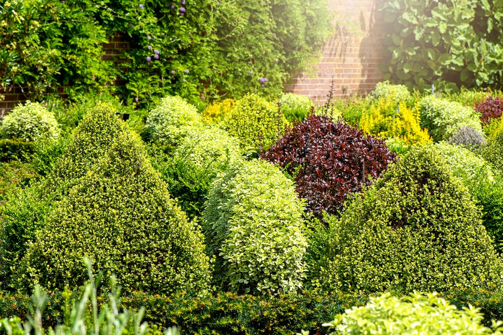 A vibrant garden with various types of shaped shrubs a vibrant garden with various types of shaped shrubs